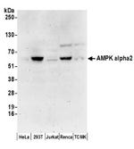 AMPK alpha 2 Antibody in Western Blot (WB)