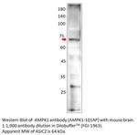 AMPK alpha 1 Antibody in Western Blot (WB)