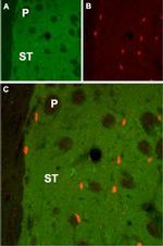 CHRM1 Antibody in Immunohistochemistry (IHC)