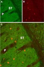 CHRM1 Antibody in Immunohistochemistry (IHC)