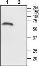 CHRM1 (443-458) Antibody in Western Blot (WB)