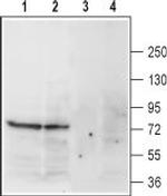 Noradrenaline Transporter (NET) (extracellular) Antibody in Western Blot (WB)