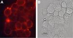 Dopamine Transporter (DAT) (extracellular) Antibody in Immunocytochemistry (ICC/IF)