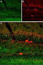 Serotonin Transporter (SERT) (extracellular) Antibody in Immunohistochemistry (Frozen) (IHC (F))