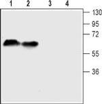 Serotonin Transporter (SERT) (extracellular) Antibody in Western Blot (WB)