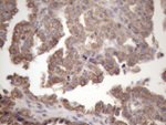 AMTN Antibody in Immunohistochemistry (Paraffin) (IHC (P))