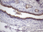 AMTN Antibody in Immunohistochemistry (Paraffin) (IHC (P))