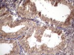 AMTN Antibody in Immunohistochemistry (Paraffin) (IHC (P))