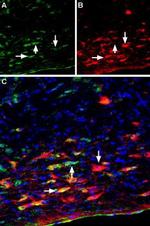 p75 NGF Receptor (extracellular) Antibody in Immunohistochemistry (Frozen) (IHC (F))