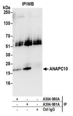 ANAPC10/APC10 Antibody in Immunoprecipitation (IP)