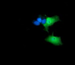 ANAPC11 Antibody in Immunocytochemistry (ICC/IF)