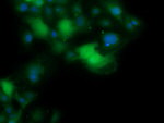 ANAPC11 Antibody in Immunocytochemistry (ICC/IF)