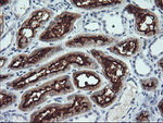 ANAPC11 Antibody in Immunohistochemistry (Paraffin) (IHC (P))