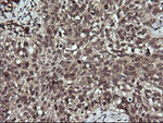 ANAPC11 Antibody in Immunohistochemistry (Paraffin) (IHC (P))