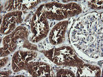 ANAPC11 Antibody in Immunohistochemistry (Paraffin) (IHC (P))