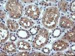 ANAPC11 Antibody in Immunohistochemistry (Paraffin) (IHC (P))