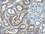 ANAPC11 Antibody in Immunohistochemistry (Paraffin) (IHC (P))