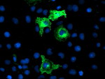 ANAPC2 Antibody in Immunocytochemistry (ICC/IF)