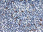 ANAPC2 Antibody in Immunohistochemistry (Paraffin) (IHC (P))