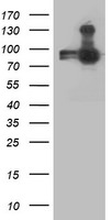 ANAPC2 Antibody in Western Blot (WB)