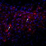 Nicotinic Acetylcholine Receptor alpha 2 (CHRNA2) (extracellular) Antibody in Immunohistochemistry (Frozen) (IHC (F))