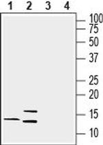 Lynx1 (extracellular) Antibody in Western Blot (WB)