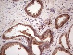 ANGPT2 Antibody in Immunohistochemistry (Paraffin) (IHC (P))