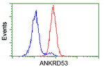 ANKRD53 Antibody in Flow Cytometry (Flow)