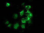 ANKRD53 Antibody in Immunocytochemistry (ICC/IF)