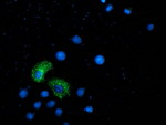 ANKRD53 Antibody in Immunocytochemistry (ICC/IF)