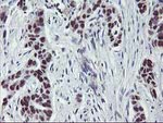 ANKRD53 Antibody in Immunohistochemistry (Paraffin) (IHC (P))