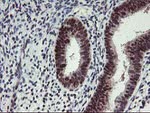 ANKRD53 Antibody in Immunohistochemistry (Paraffin) (IHC (P))