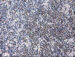 ANKRD53 Antibody in Immunohistochemistry (Paraffin) (IHC (P))