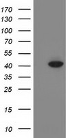 ANKRD53 Antibody in Western Blot (WB)