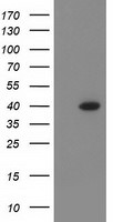 ANKRD53 Antibody in Western Blot (WB)