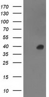 ANKRD53 Antibody in Western Blot (WB)