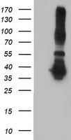 ANKRD53 Antibody in Western Blot (WB)