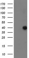 ANKRD53 Antibody in Western Blot (WB)