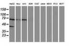 ANKRD53 Antibody in Western Blot (WB)