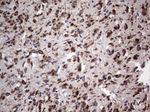 ANO1 Antibody in Immunohistochemistry (Paraffin) (IHC (P))