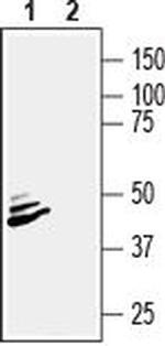 Beta 2 Na+/K+ ATPase (extracellular) Antibody in Western Blot (WB)