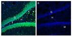 ATP1B3 (extracellular) Antibody in Immunohistochemistry (Frozen) (IHC (F))