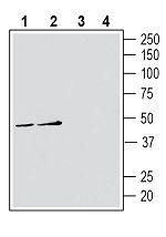 ATP1B3 (extracellular) Antibody in Western Blot (WB)