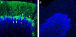 Beta 1 Na+/K+ ATPase (extracellular) Antibody in Immunohistochemistry (Frozen) (IHC (F))