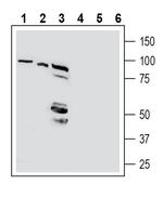 Beta 1 Na+/K+ ATPase (extracellular) Antibody in Western Blot (WB)