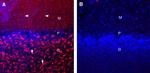 Synaptotagmin-1 (SYT1) Antibody in Immunohistochemistry (Frozen) (IHC (F))