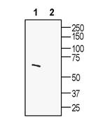 Synaptotagmin-1 (SYT1) Antibody in Western Blot (WB)