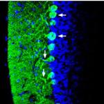 Synapsin I (SYN1) Antibody in Immunohistochemistry (Frozen) (IHC (F))