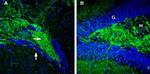 Synapsin II (SYN2) Antibody in Immunohistochemistry (Frozen) (IHC (F))