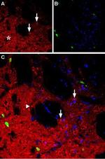 NPY1R Antibody in Immunohistochemistry (IHC)